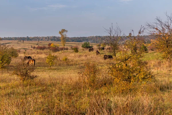 European Wild Horses Equus Ferus Ferus Milovice Nature Reserve Czech — Stock Photo, Image