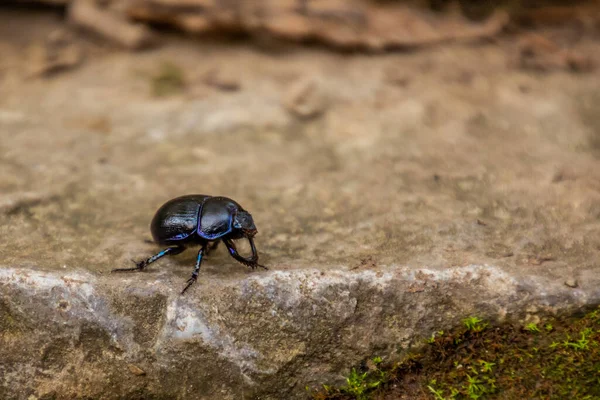 View Anoplotrupes Dung Beetle Czech Republic — Stock Photo, Image