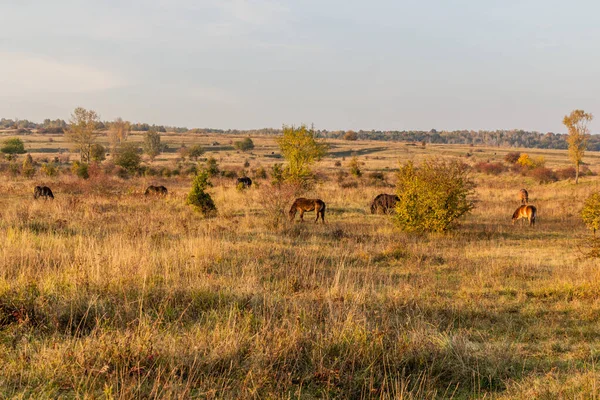 European Wild Horses Equus Ferus Ferus Milovice Nature Reserve Czech — Stock Photo, Image