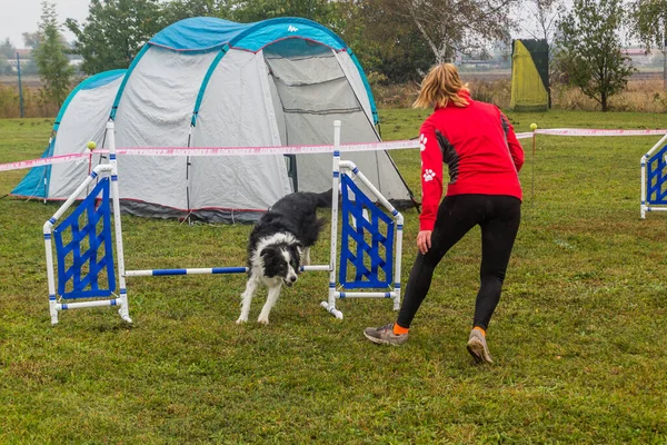 LYSA NAD LABEM, CZECH REPUBLIC - 28 Eylül 2020: Çek Cumhuriyeti Lysa nad Labem 'de çeviklik yarışması sırasında bir hurdlee üzerinden atlayan köpek ve bir idareci