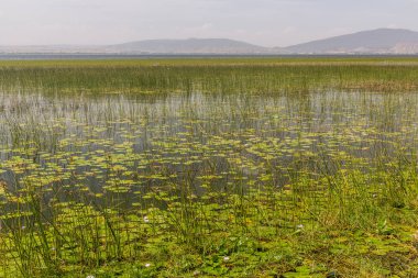 Awassa Gölü, Etiyopya 'da papirüs bitkileri