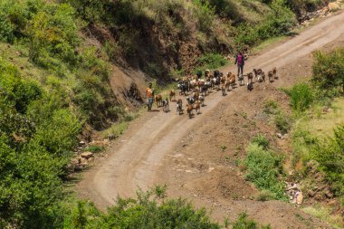 ARBA MINCH, ETHIOPIA - 31 Ocak 2020: Çobanlar ve keçileri Arba Minch, Etiyopya yakınlarında