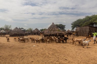 KORCHO, ETHIOPIA - 4 Şubat 2020: Etiyopya 'nın Karo kabilesinin yaşadığı Korcho köyündeki keçiler