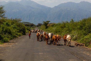 OMO VALLEY, ETHIOPIA - 3 Şubat 2020: Omo Vadisi, Etiyopya 'daki bir yolda inekler sürüsü