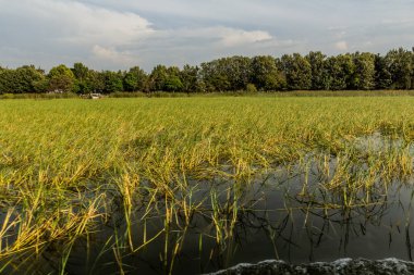 Etiyopya 'daki Awassa Gölü' nde papirüs bitkileri