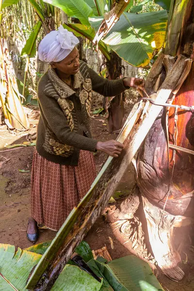 Dorze Ethiopia January 2020 Dorze Woman Collecting Enset False Banana — Stock Photo, Image
