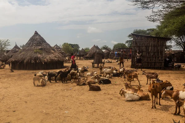 KORCHO, ETHIOPIA - 4 Şubat 2020: Etiyopya 'nın Karo kabilesinin yaşadığı Korcho köyündeki keçiler