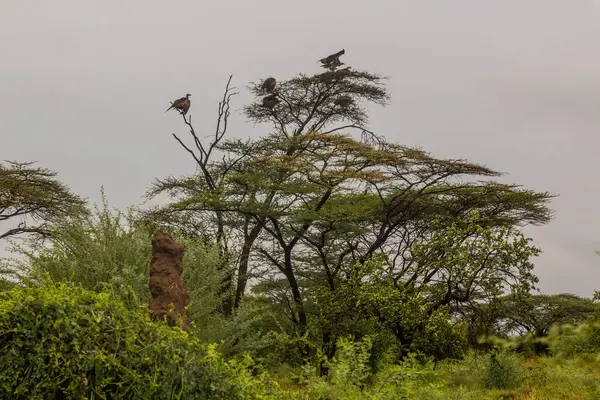 Sępy Pszenne Ruppella Gyps Rueppelli Drzewie Dolinie Omo Etiopia — Zdjęcie stockowe