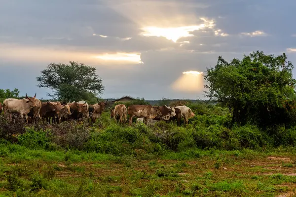 エチオピアのトゥルミ近くのハーマー族の小さな村の牛の群れ — ストック写真