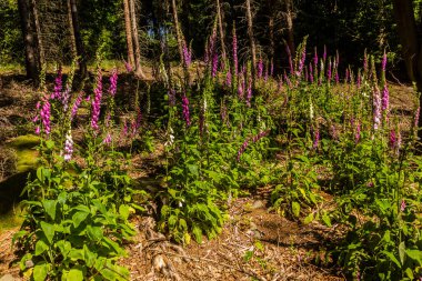 Çek Cumhuriyeti 'nde bir ormanda yüksükotu (Digitalis purpurea)