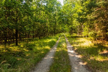 Çek Cumhuriyeti 'nin Güney Bohemya ormanlarında yol