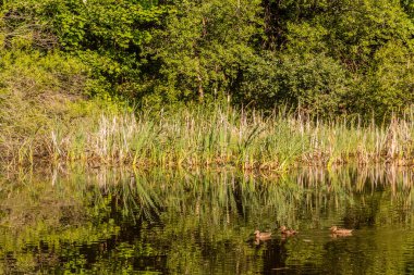 Çek Cumhuriyeti Cesky Krumlov yakınlarında küçük bir gölette ördekler