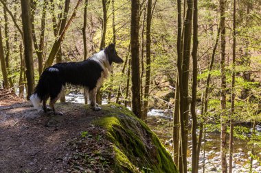 Ormanda çoban köpeği yetiştiriyor.
