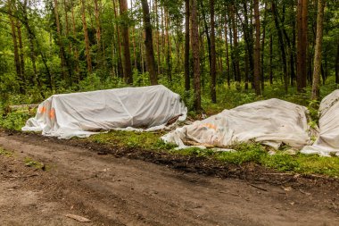 Avrupa ladin böceğinin enfekte ettiği ağaçların kütükleri Çek Cumhuriyeti 'ndeki böceklerin yayılmasını önlemek için kaplanmıştır.
