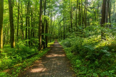 Çek Cumhuriyeti 'nin Luznice nehri boyunca bir ormanda yürüyüş yolu.