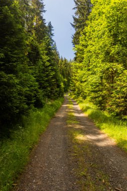Çek Cumhuriyeti 'nin Bohemya İsviçre' sindeki Brtnicky potok vadisinde yol