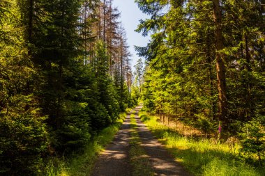 Çek Cumhuriyeti 'nin Bohemya İsviçre' sindeki Brtnicky potok vadisinde yol