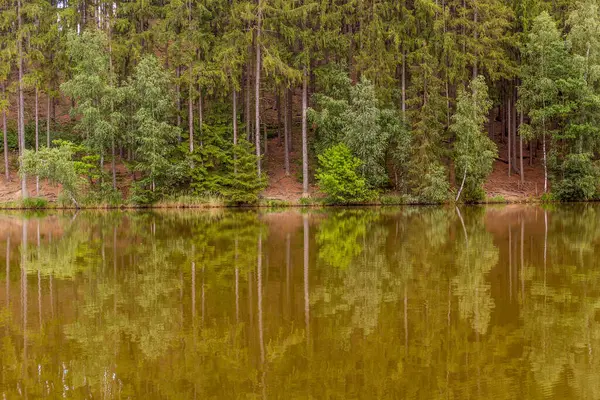 Çek Cumhuriyeti Lanskroun Yakınlarındaki Slunecny Rybnik Göletine Yansıyan Ağaçlar — Stok fotoğraf
