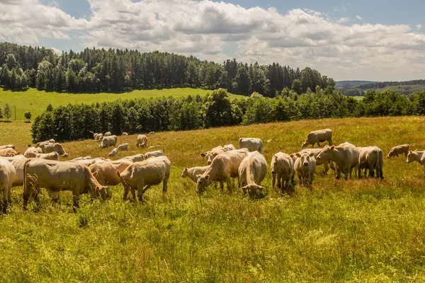 Çek Cumhuriyeti Lobendava Yakınlarında Sığır Sürüsü — Stok fotoğraf