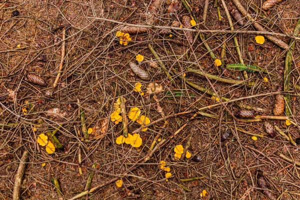 Champiñones Chanterelle Oro Bosque República Checa — Foto de Stock