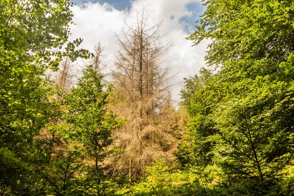 捷克共和国波希米亚森林被欧洲云杉树皮甲虫破坏 — 图库照片