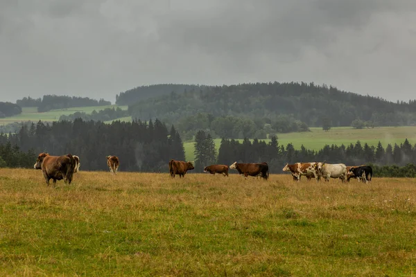 チェコのドルニ ドヴァティスト近くの牧草地の牛 — ストック写真