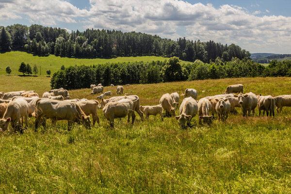 Herd of cows near Lobendava, Czech Republic