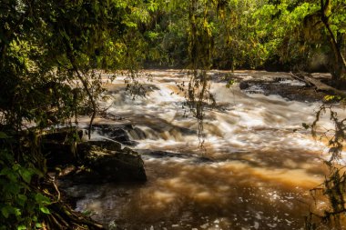 River Yala in Kakamega Forest Reserve, Kenya clipart