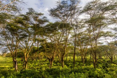 Kenya Naivasha Gölü yakınlarındaki manzara