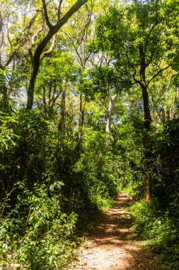 Kenya 'daki Kakamega Orman Rezervi' nde yürüyüş yolu.