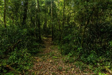 Kenya 'daki Kakamega Orman Rezervi' nde yürüyüş yolu.