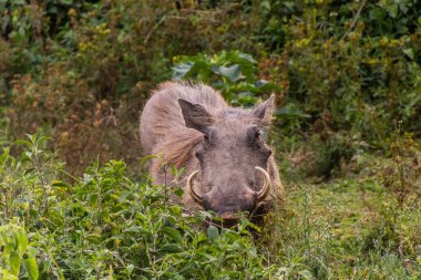 Kenya 'daki Naivasha Gölü yakınlarında (Phacochoerus africanus) yaban domuzu