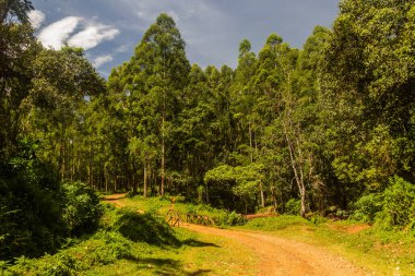 Kericho, Kenya yakınlarındaki bir ormanda yol
