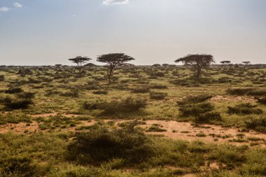 Kenya 'nın kuzeyindeki Kargi yakınlarındaki manzara