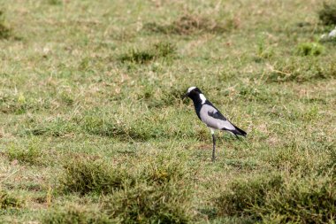 Kenya Naivasha Gölü yakınlarında demirci Lapwing (Vanellus armatus)