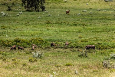 Kenya 'daki Cehennem Kapısı Ulusal Parkı' nda Yaban domuzları (Phacochoerus africanus).