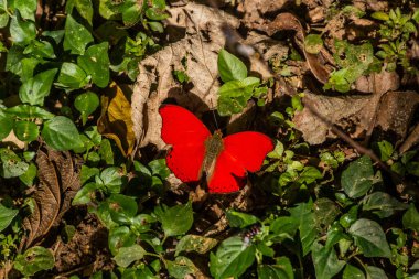 Hobart's Red Glider (Cymothoe hobarti) butterfly in Kakamega Forest Reserve, Kenya clipart