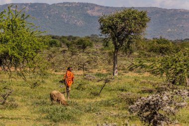 NAROK, KENYA - FEBRUARY 18, 2020: Shepherd near Narok town, Kenya clipart