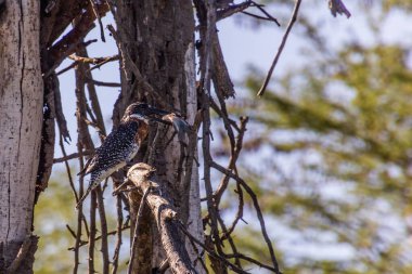 Dev Kingfisher (Megaceryle maxima) Naivasha Gölü, Kenya