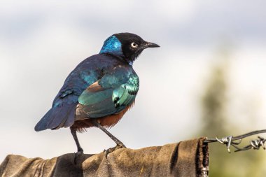 Maralal, Kenya 'da Superb Starling (Lamprotornis superbus)