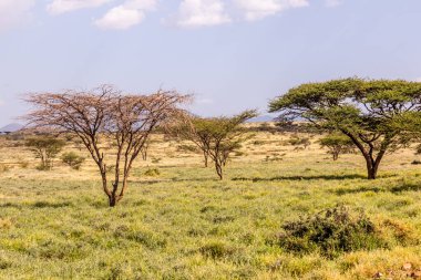 Kenya, Marsabit kasabası yakınlarındaki manzara