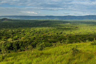 Kenya 'daki Kakamega Orman Rezervi' nin hava görüntüsü
