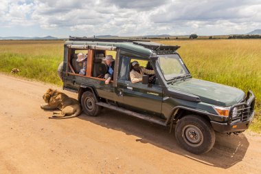 MASAI MARA, KENYA - 19 Şubat 2020: Safari aracı ve bir aslan Masai Mara Ulusal Rezervi, Kenya 'da dinleniyor