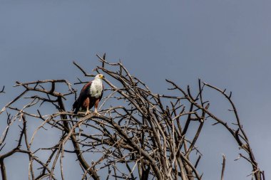 Kenya Naivasha Gölü yakınlarında Afrika Balık Kartalı (Haliaeetus vocifer)