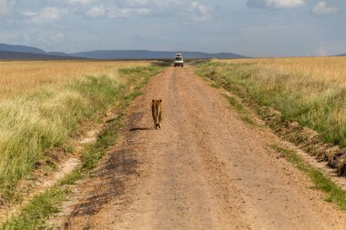 Kenya 'daki Masai Mara Ulusal Rezervi' nde dişi aslan.