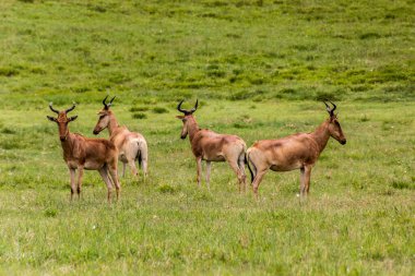 Kenya 'daki Cehennem Kapısı Ulusal Parkı' nda Kokain Antilobu (Alcelaphus buselaphus cokii)