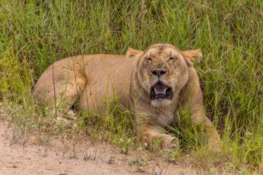 Masai Mara Ulusal Rezervi, Kenya
