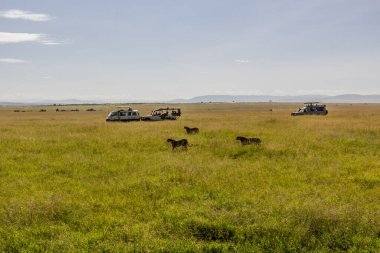Kenya 'daki Masai Mara Ulusal Rezervi' nde Safari araçları ve çitalar