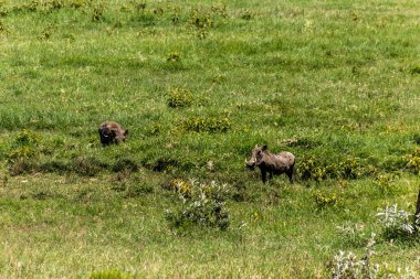 Kenya 'daki Cehennem Kapısı Ulusal Parkı' nda Yaban domuzları (Phacochoerus africanus).