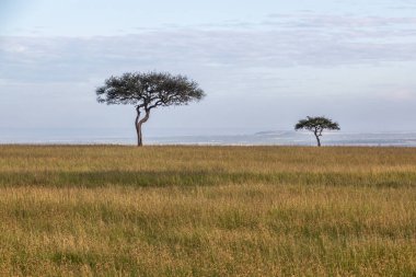 Kenya 'daki Masai Mara Ulusal Rezervi manzarası